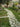 Cobblestoneinstallation-Antiquecobblestones-Customcobblestonepathways-Cobblestonedriveways-Canada-Ontario-Architecture-ArchstoneDecor